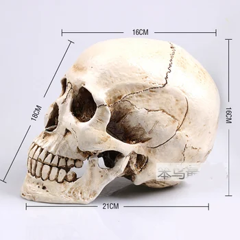 

human skull model Mongol resin skull model human skeleton model