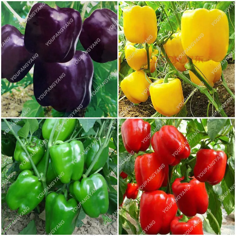 

100pcs 5 Colors Mixed Yellow Puple Red Green White Mix Sweet Bell Hot Pepper bonsai Vegetables Paprika