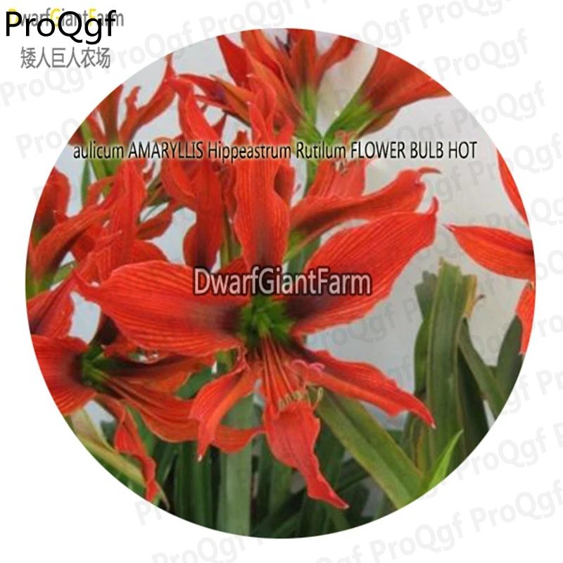 Ngryise 5 шт. набор Hippeastrum rutilum Amaryllis