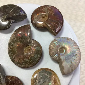 

D161(7pcs a lots) Wholesale Price Special Fossil Ammonite Minerals Stone sfera di cristallo feng shui Healing Reiki crystals.