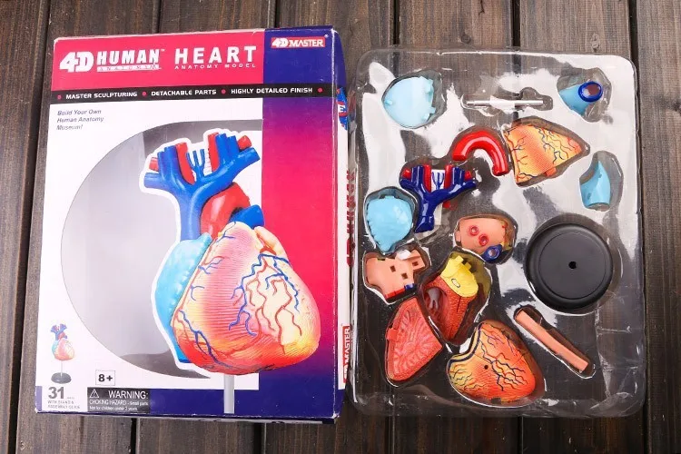 4d-heart-model-colored-heart-assembled-human-anatomy-dimensional-model