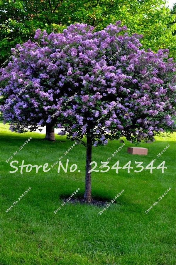 Buy 100 Pcs Japanese Lilac Seeds Free Shipping
