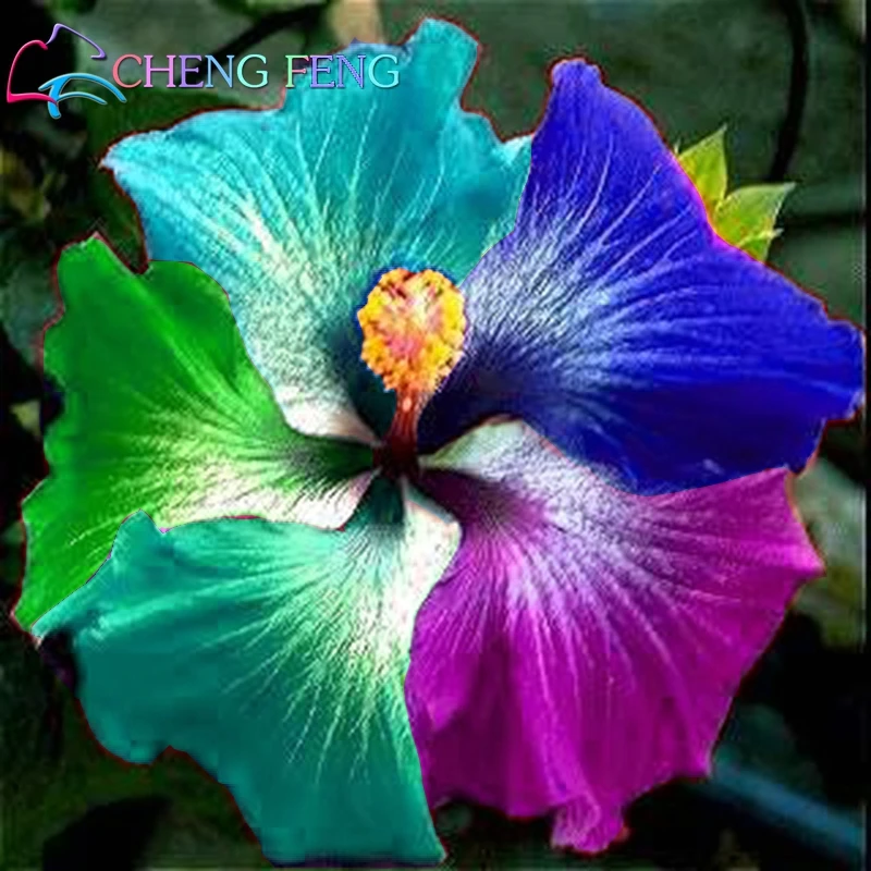 

100 Pcs Giant Rainbow Hibiscus Flower plants Chinese Diy Plant Hibiscus plants Best Gift For Your Kids Easy Grow Home Garden bon