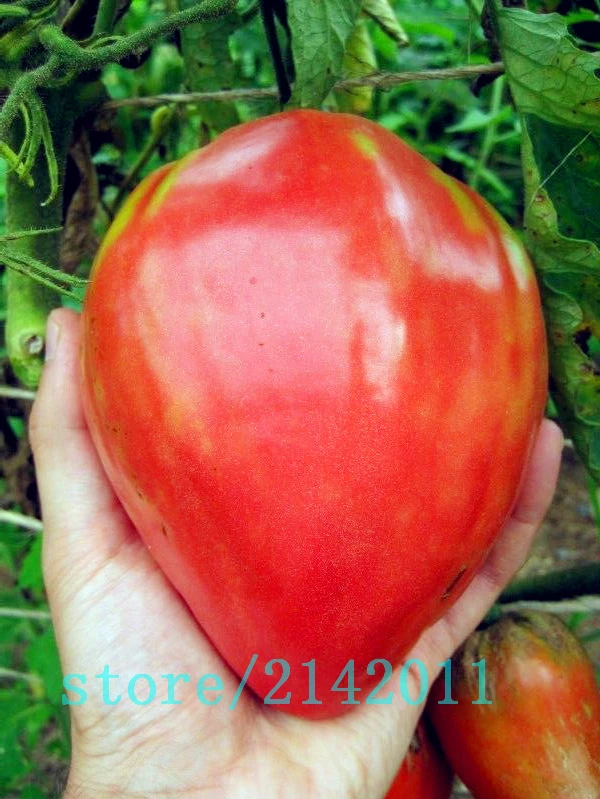 

Heirloom giant red Tomato strawberry tomato Vegetable bonsai for home garden