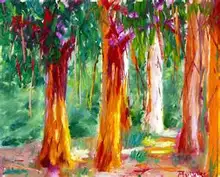 200/BAG rare Rainbow Eucalyptus deglupta, showy tropical tree, tree seeds for garden planting baby and lover like