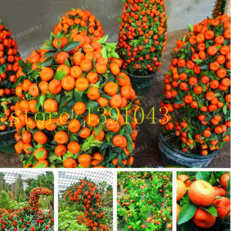 

40pcs/Orange Bonsai Cold-hardy - Sweet Mandarin Orange Tree ( Citrus Reticulata ) Chinese Gold Bonsai Fruit Tree for Garden