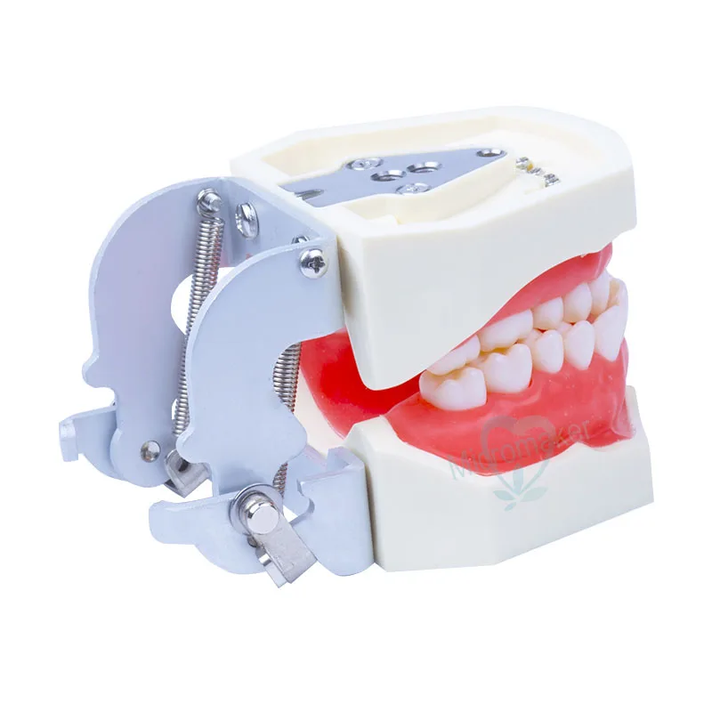 Модель зуба обучающая стандартная модель съемные зубы мягкие десны новая модель