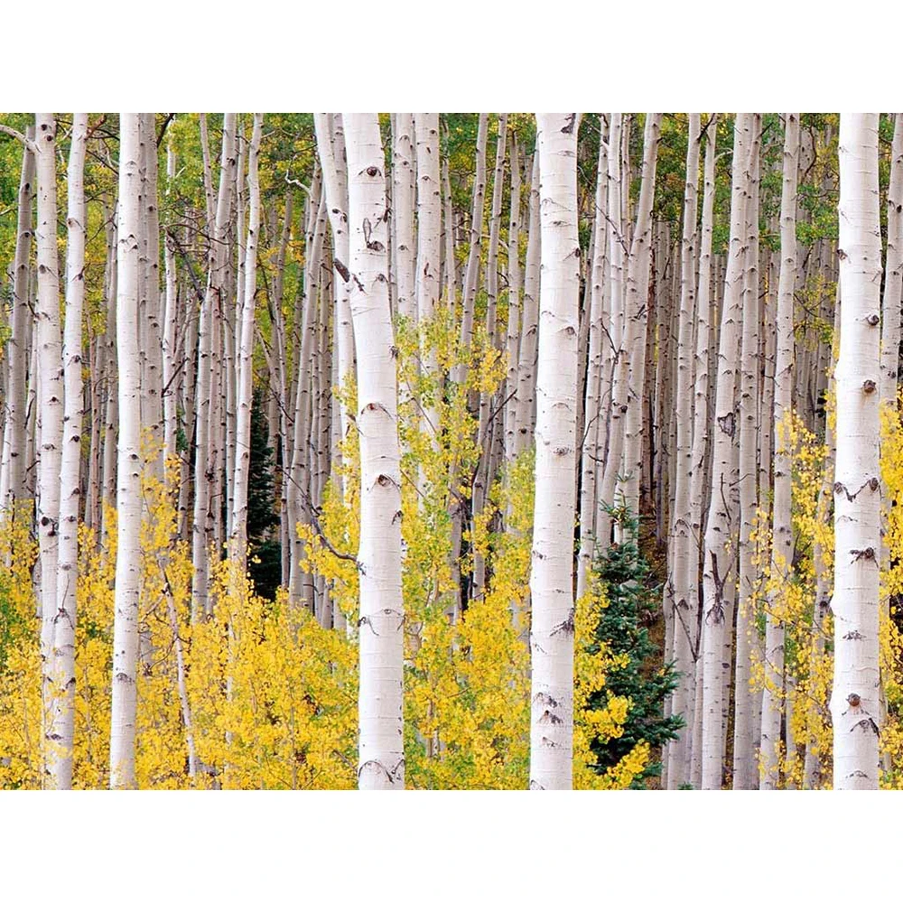 Wallpaper Layar Penuh