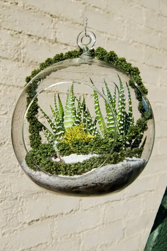 Buy 3PCS/Lot air plant glass terrariums,hanging globe