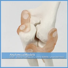 ED-JOINT10 Life Size Elbow Joint Anatomical Model Skeleton, Medical Science Educational Teaching Anatomical Models