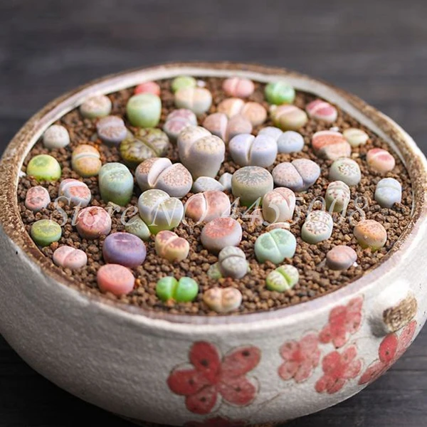 500 szt torba egzotyczne mini soczyste kaktusy rzadkie soczyste wieloletnie zioła rośliny Bonsai pot Flower Indoor for Garden Flore pot tanie i dobre opinie Bardzo proste Rośliny wewnętrzne Wykluczone Nowa roślina Upiększających Ryby Mini średni duży mały Jesień Wieloletnich 500 szt torba egzotyczne mini soczyste kaktusy rzadkie soczyste wieloletnie zioła rośliny Bonsai pot Flower Indoor for Garden Flore pot tanie i dobre opinie Bardzo proste Rośliny wewnętrzne Wykluczone Nowa roślina Upiększających Ryby Mini średni duży mały Jesień Wieloletnich
