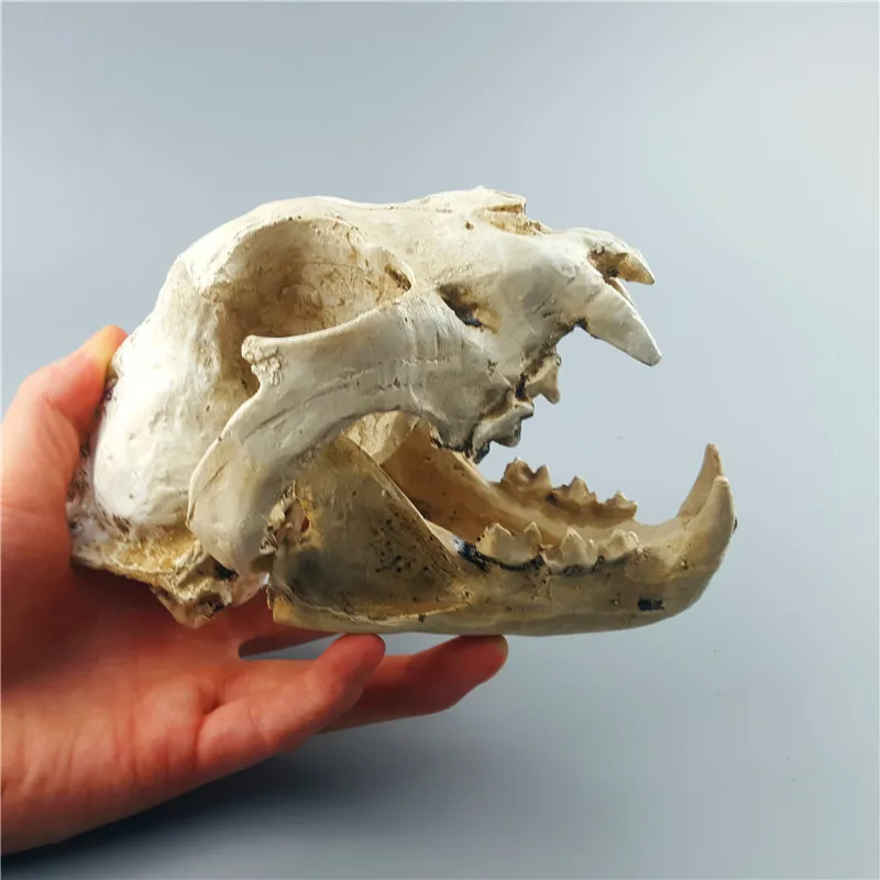 MRZOOT животное полярный медведь волк собака кошка череп модель украшение дома Смола украшения ремесленные Медицинские Учебные средства образец