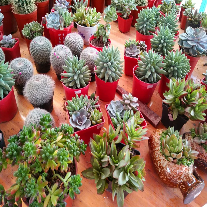 100pcs Mini Cactus plant Mixed Succulent Flower bonsais of garden flowers Rare Sempervivum 100pcs Mini Cactus plant Mixed Succulent Flower bonsais of garden flowers Rare Sempervivum