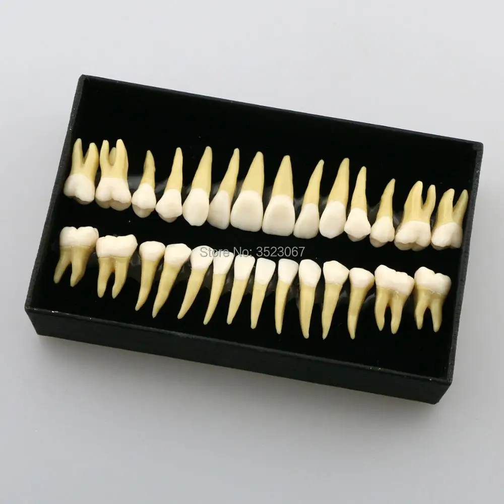 

Human Dental lab denture teeth anatomy adult 28 teeth Model Demonstration Teeth Model Teaching pathology Model