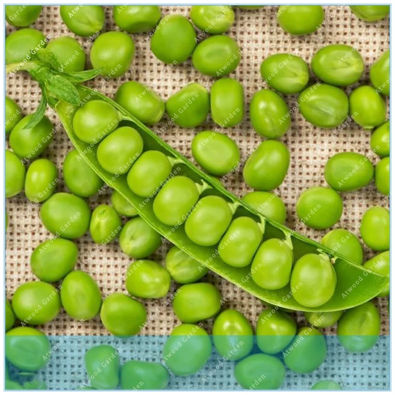 

ZLKING 20PCS Bonsai Pea Organic Super Sweet Green Arrow Bean Heirloom Vegetables Garden Cold-resistant Plant