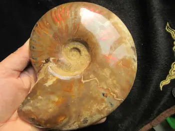 

740g RAINBOW!!! TOP NATURAL Iridescent Ammonite Fossil FROM Madagascar