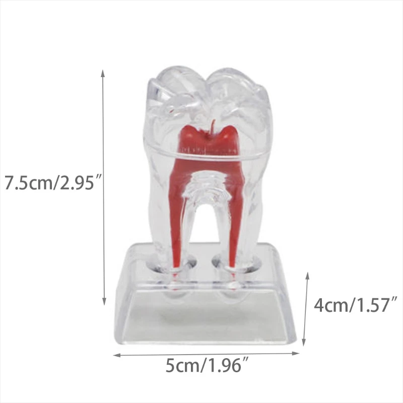 

Hard Plastic Teeth Tooth Molar Model Separable Fit for Smile Teeth Cleaning New