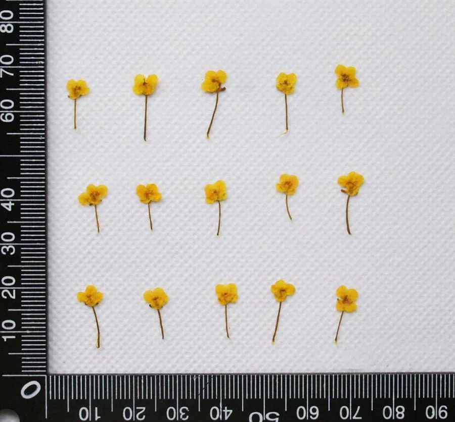 120 шт прессованный высушенный мини Lobularia maritama цветок гербарий из растений для ювелирных изделий открытка с пригласительным билетом делая аксессуары