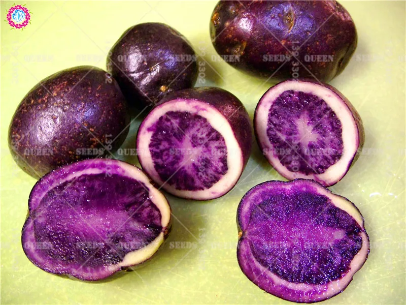 100Pcs Purple Sweet Potato Seeds - Best Seeds Online | Free Shipping