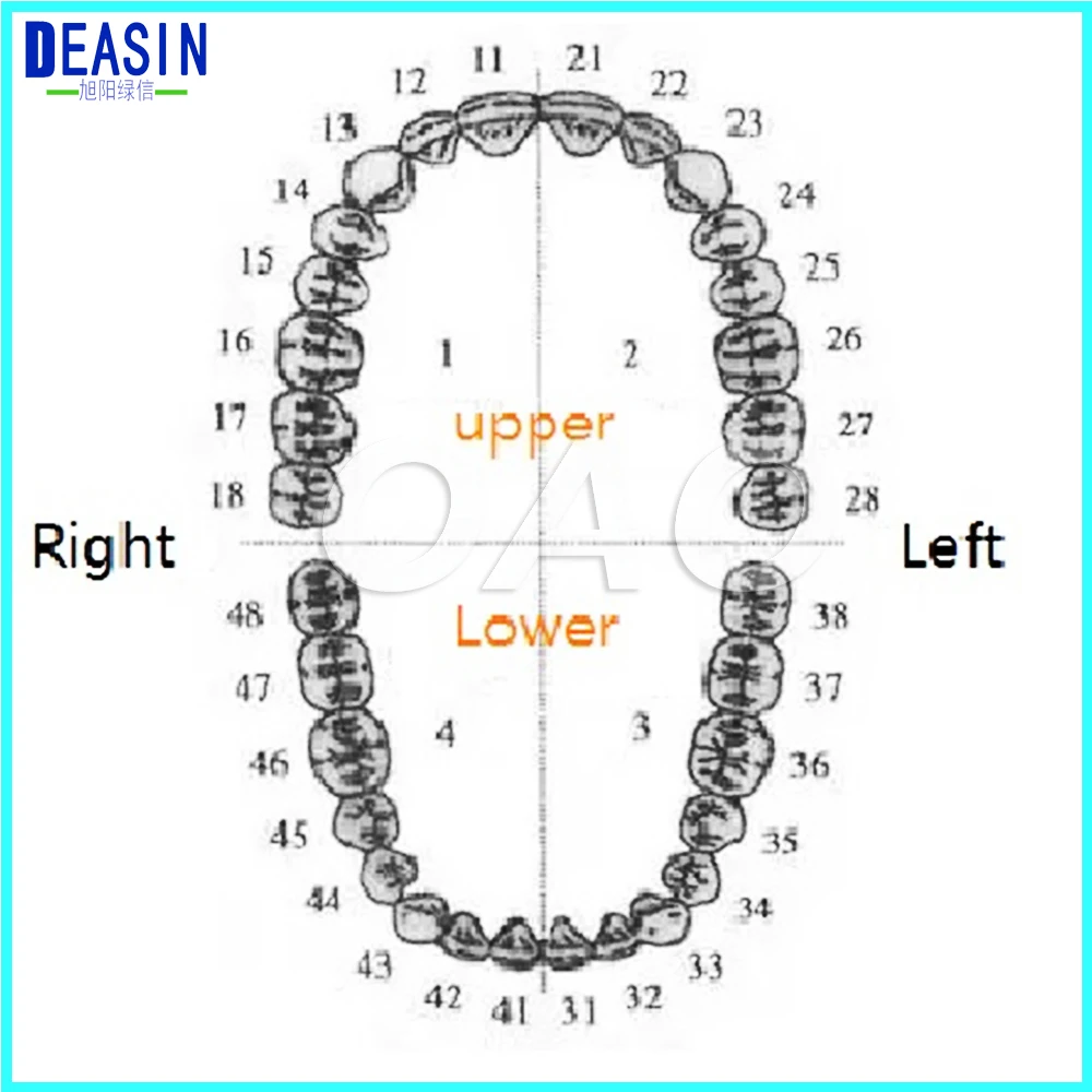 Peças de Reposição Aprendizagem Modelo Dentes Substituir Conjunto 28 Pcs - 32 Teeth Ensino 5 Clareamento dos dentes