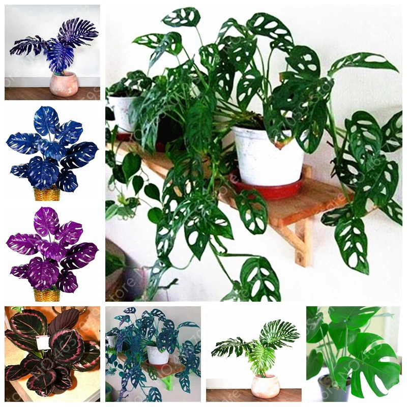 100 Pcs/ bag Rare Palm Turtle Leaves Monstera Bonsai Outdoor Potted Plant Tree Bonsai Mix Home Perennial Foliage Plants Flower 100 Pcs/ bag Rare Palm Turtle Leaves Monstera Bonsai Outdoor Potted Plant Tree Bonsai Mix Home Perennial Foliage Plants Flower