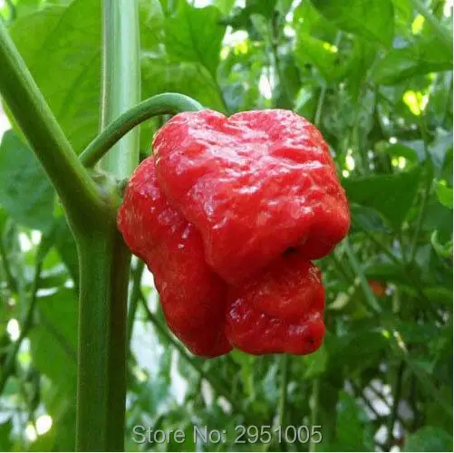 20 шт./партия редкий перец "Trinidad Moruga Scorpion"(горячий чили) органические овощи, DIY домашний сад