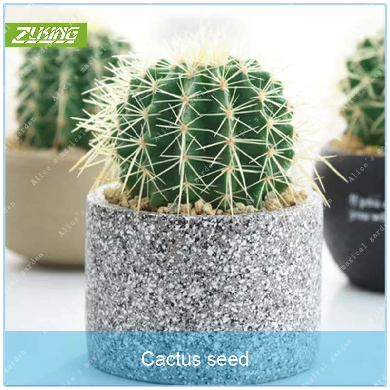 

ZLKING 100pcs Evergreen Cactus Bonsai Ornamental Value Flowers Unique Natural Air Freshener Interesting Adsorption Dust