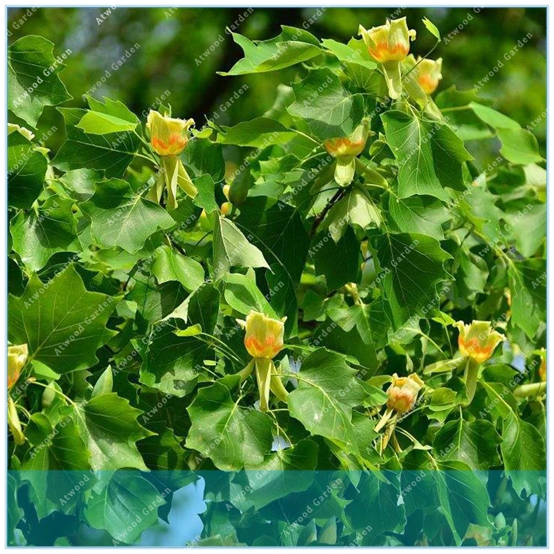 

20pcs Tuliptree Liriodendron Tulipifera Beautiful Foilage Plant Chinese Tulip Tree Flower Bonsai Home Garden