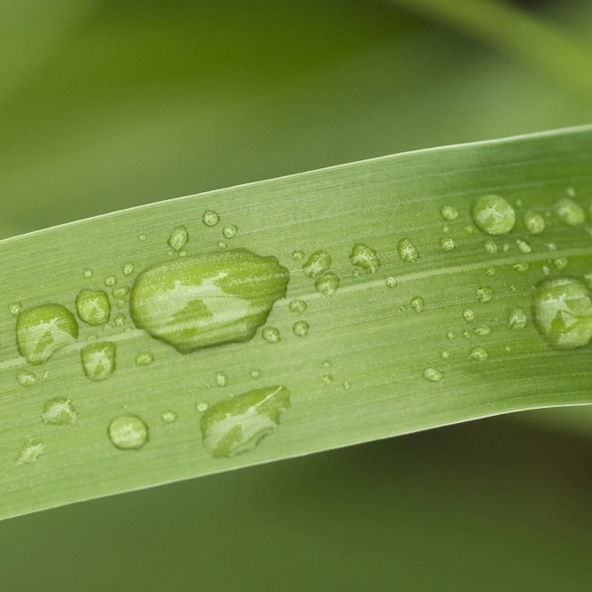 Close Up Of Water Droplets On A Blade Of Grass  Squire Island In Prince William Sound  Southcentral Alaska (34 x 22)