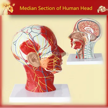 

Median Section of Human Head Neck Model in trauma anatomy skeleton dental anatomical shadow brain skullmedical training manikins