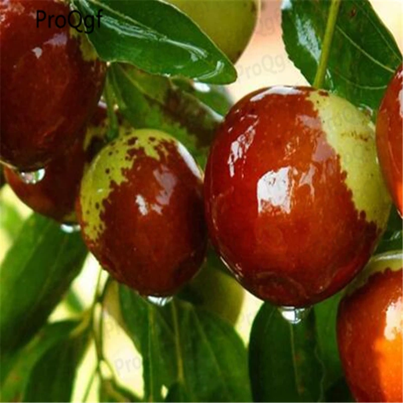 

300Pcs A Set Chinese Date Fruit Tree