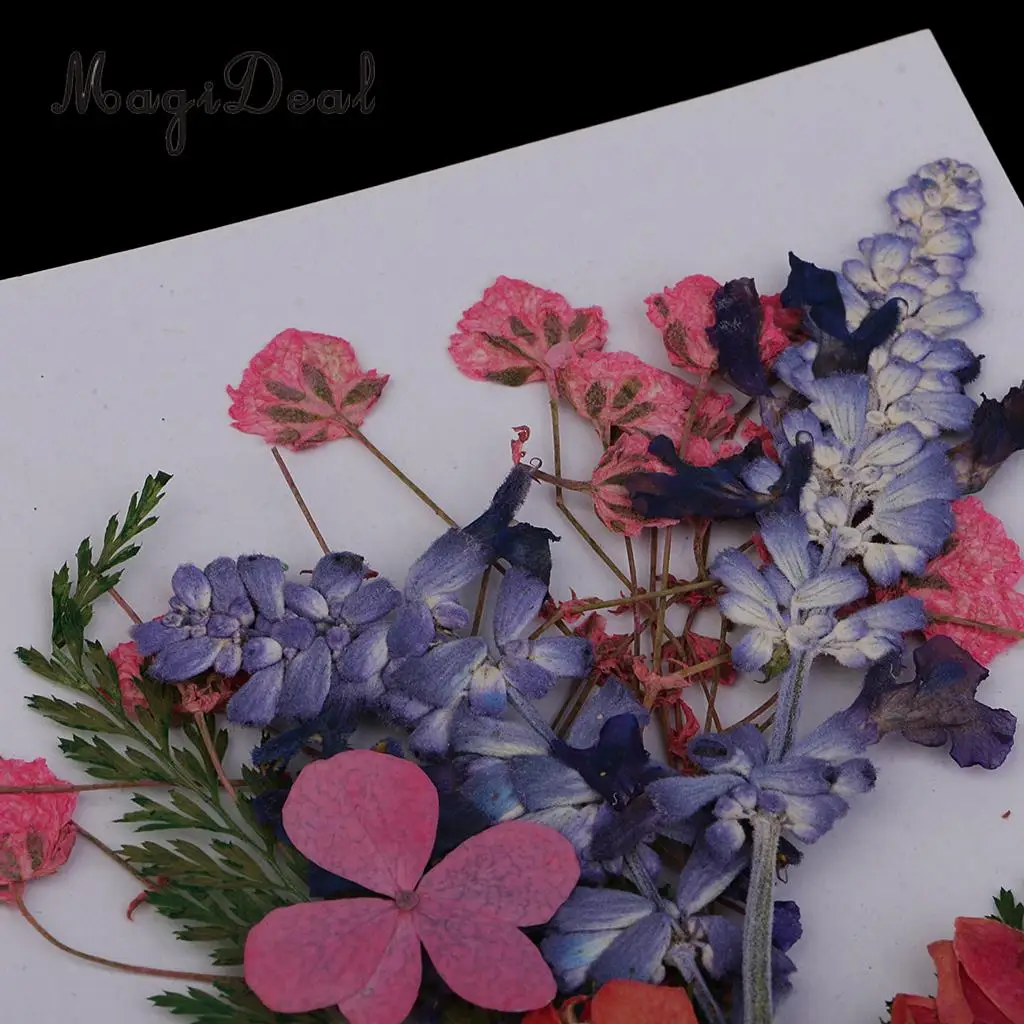 Несколько красивых реальных прессованных цветов сухоцветы для художественного ремесла Скрапбукинг смолы ювелирных изделий ремесло изготовление чехол для телефона