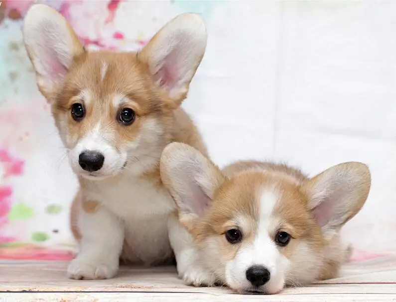 Welsh Corgi Dog