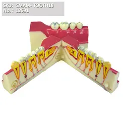 CMAM/12591 зубные зуб сечение, человеческого устные зубоврачебная преподавания анатомическая модель