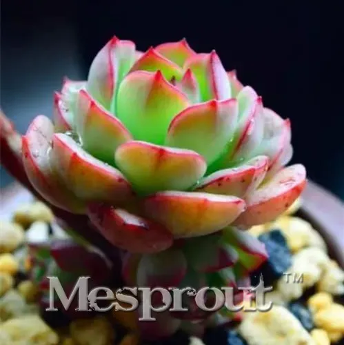 

New Rare SEDUM DRAGONS BLOOD STONECROP Sedum Spurium - 100 Flower Bonsai Free Shipping 49% Perennial Plant To Drought