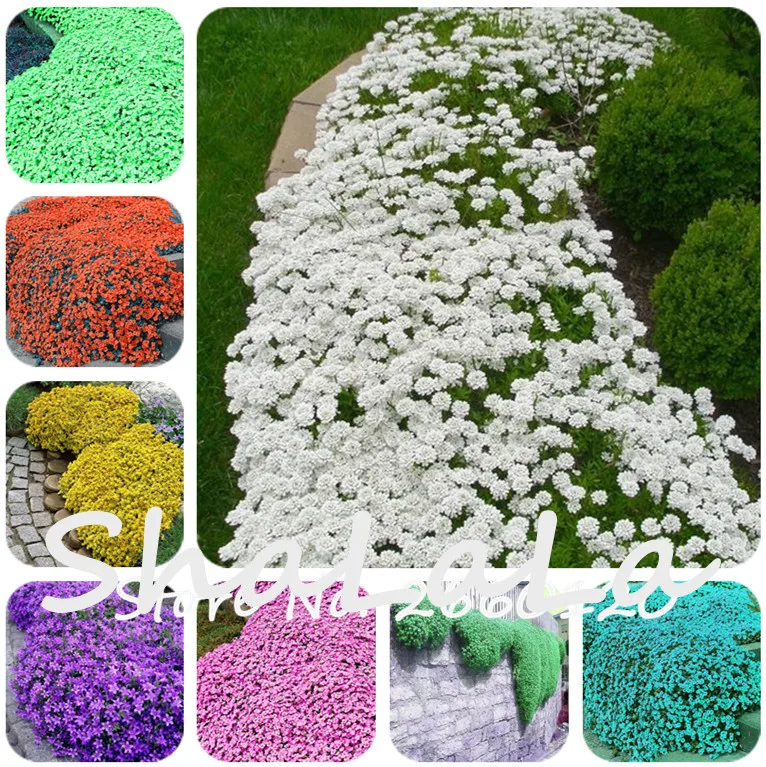 Image 100 Pcs Mix Colorful ROCK CRESS or Creeping Thyme Seeds   Perennial Groundcover Lawn Flower, Foliage Plant for Home Garden Decor