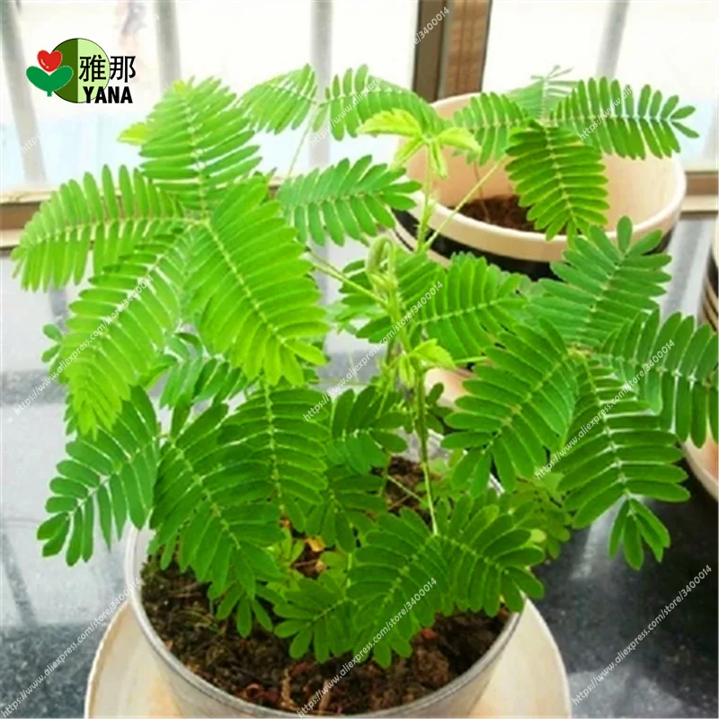 

100 pcs/bag mimosa potted flowers fun bonsai seeds for home garden plant