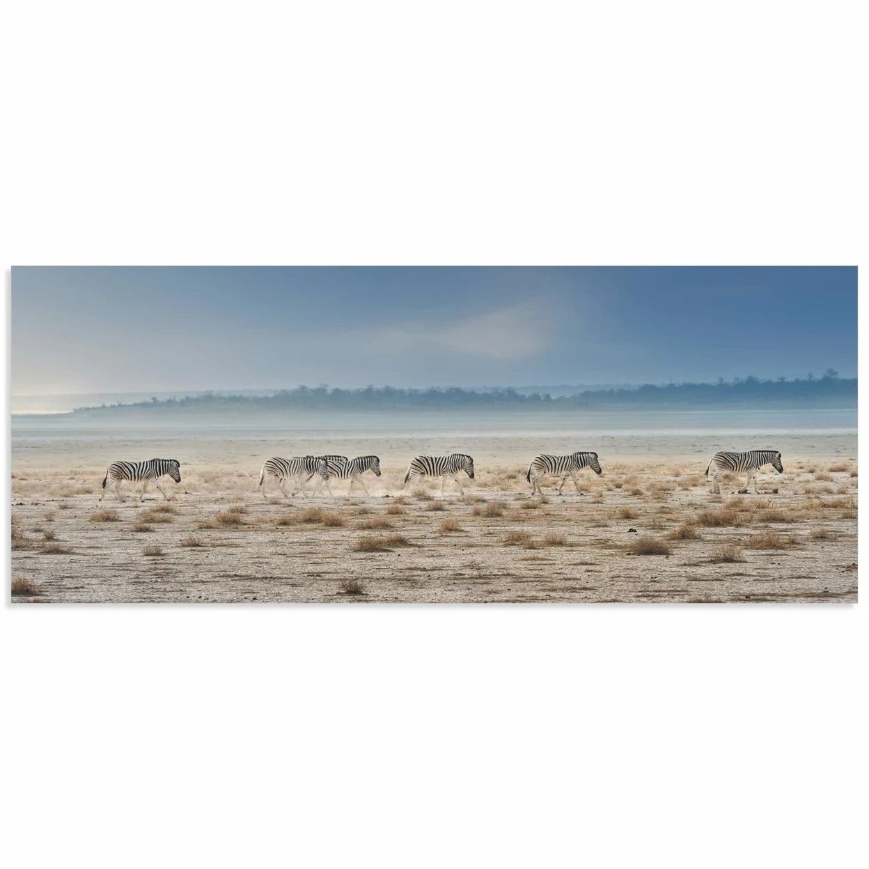 Zebra Promenade by Piet Flour - Zebra Wall Art on Metal