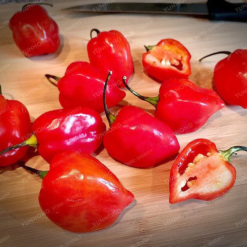 

Heirloom Thai Sun Hot Pepper Capsicum annuum Ornamental Chili bonsai 100 pcs Mini Hot Pepper plant