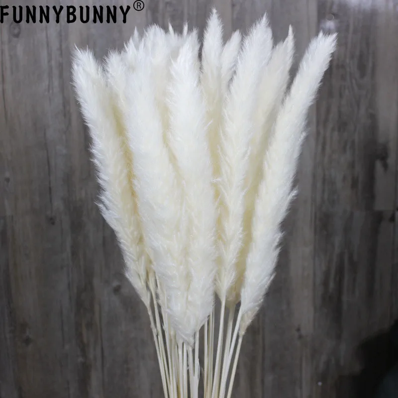 FUNNYBUNNY 15 шт. Натуральные Сушеные маленькие пампасы трава Phragmites Communis свадебные