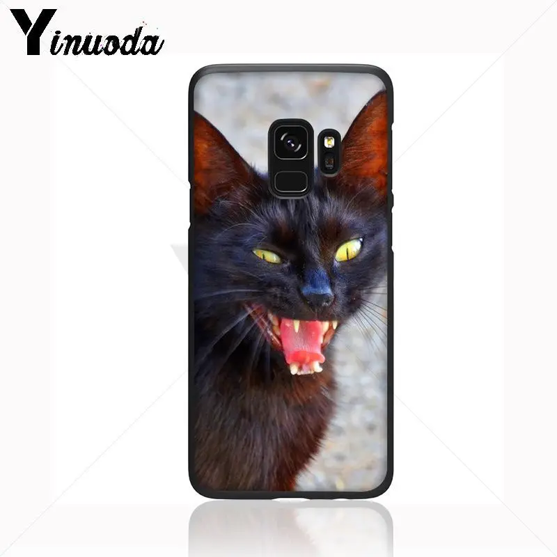 Black Cat Staring Eye