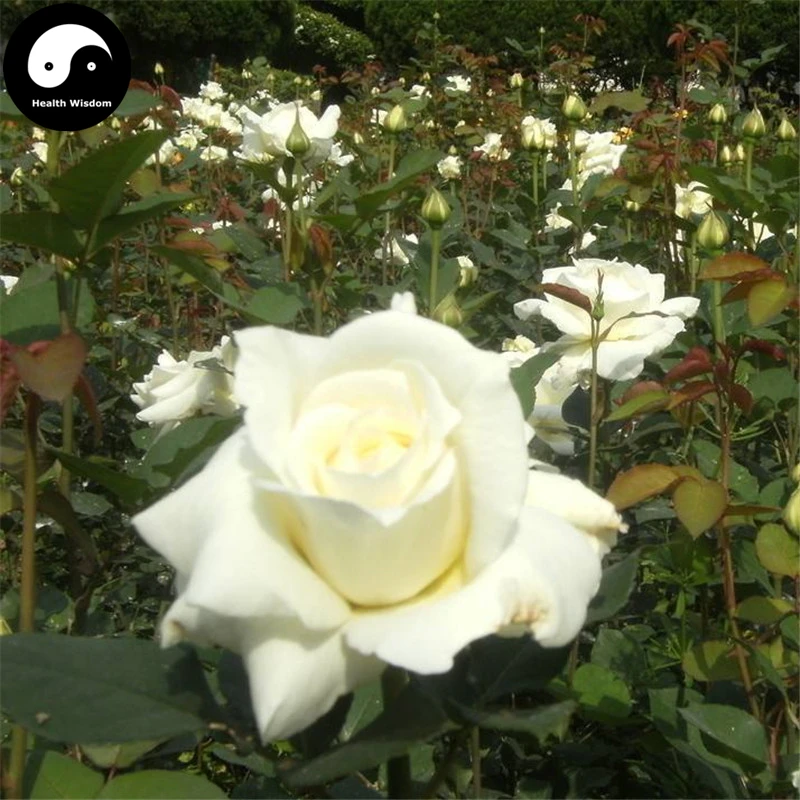 Купить китайский розовый куст Semente 100 шт растительный цветок белый шиповник морщинистый