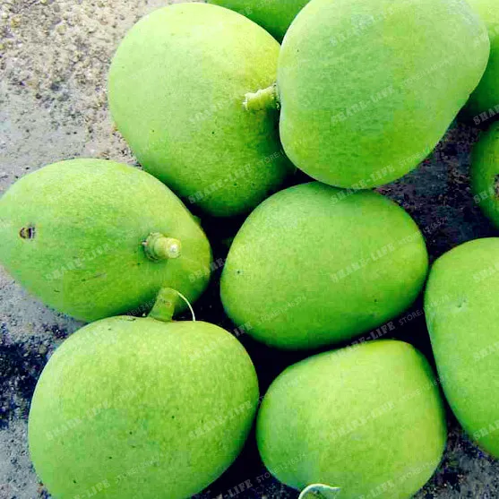 2 предмета манго бонсай мини Mangifera Indica дерево бонсай редкий Органическая вкусный плодовые бонсай растения «сделай сам» для дома и сада - Цвет: 1