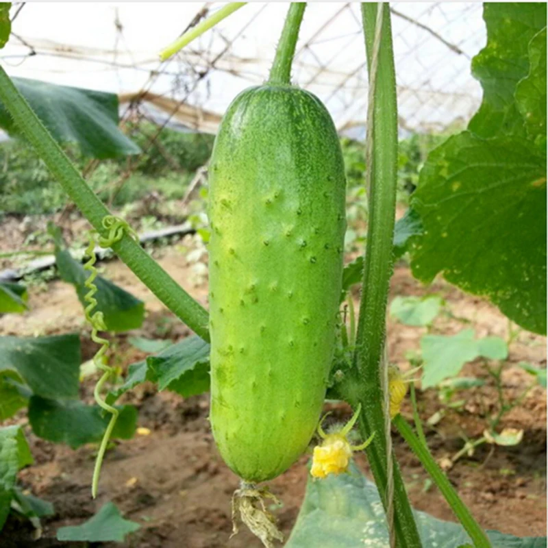 

20 Pieces Of Crispy Cucumber New Varieties Of Fruits And Vegetables All Female Bonsai Salad Vegetable Garden Taste Sweet