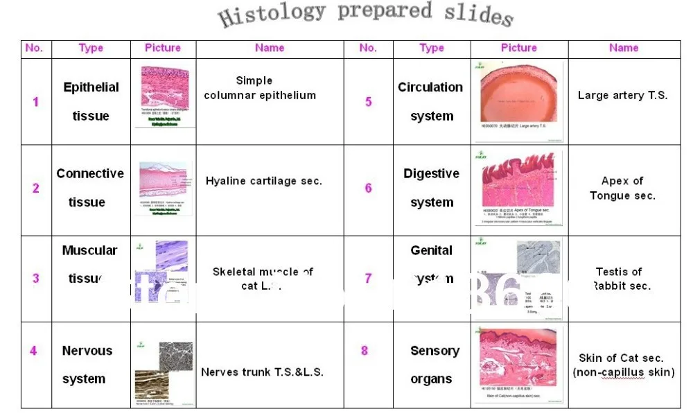 epithelial tissue slides