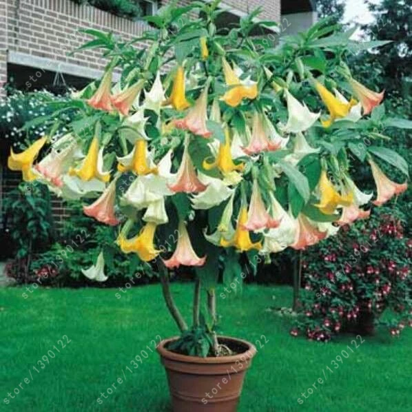 

100pcs rainbow datura,planting datura,datura seeds,bonsai flower seeds,tree seeds,dwarf Brugmansia suaveolens for home garden
