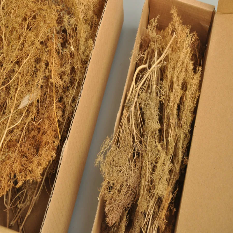 new architecture model grass (2)