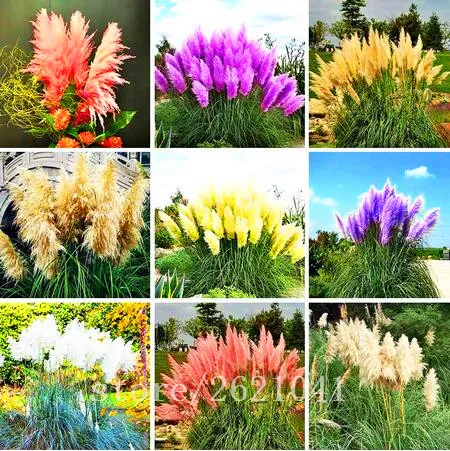 

400pcs/bag pampas garss,pampas,pampas grass plant,Ornamental Plant Flowers Cortaderia Selloana Grass for home garden