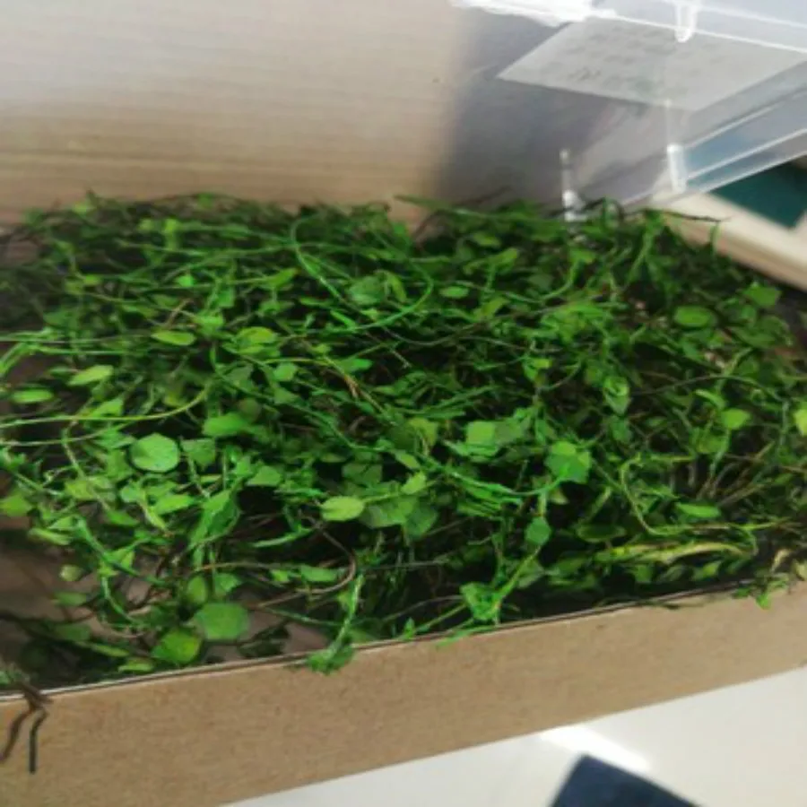 new model grass (17)