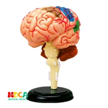 Brain 4d master puzzle Assembling toy human body organ anatomical model medical teaching model